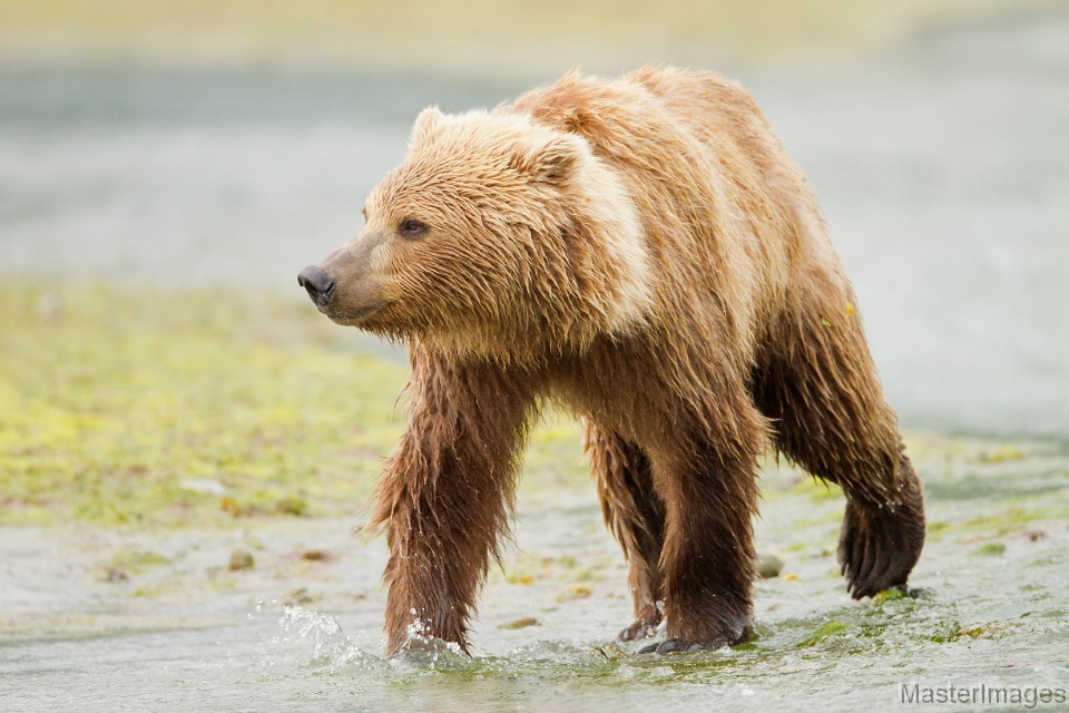 soft brown bear